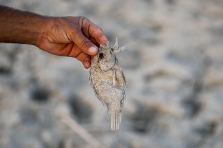 Le militant environnementaliste Ahmed Saleh Neema pointe du doigt "une hausse des températures" provoquant une évaporation accrue et "le faible débit d'eau", ce qui a pour conséquences "un manque d'oxygène et une hausse de la salinité". (photo d'a...